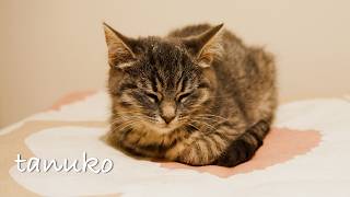可愛い保護猫を家族に迎えました🐈❤️ We have received a cute little rescue cat into the family.