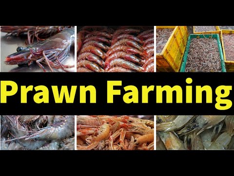 , title : 'Prawn Farming for Beginners'