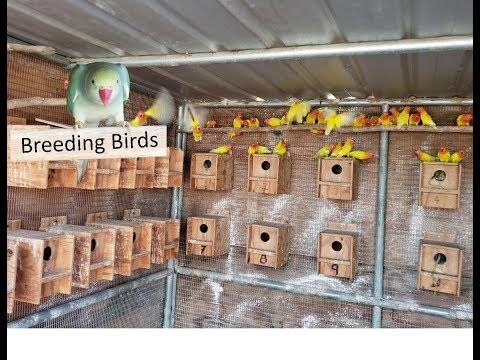 Breeding room opaline Fischer lovebirds