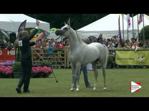 N.281 AL PASHA OONY - Bruges 2016 - Straight Egyptian Senior Stallions (Class 117)