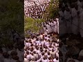 Burial Of The High Priest St Noah Taguta Bocha Marange In Mutare