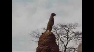 Meerkat & Orangutan at Racine Zoo