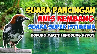 Download lagu Anis Kembang Ngeplong Santai Buat Pancingan Anis Kembang Muda Mau Bunyi mp3