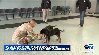 Paws of War Helps U.S. Soldiers Adopt Dogs They Rescued From Overseas - ABC News