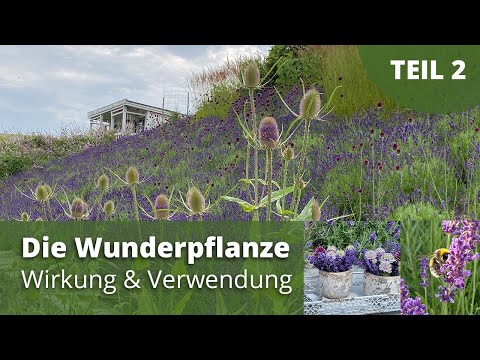 The miracle plant lavender / Effects, Application - Part 2