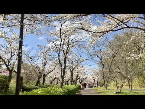 【町田でさくらさんぽ】2024尾根緑道