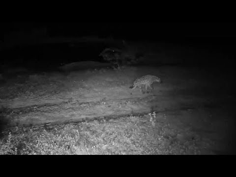 Djuma: Lone Hyena passes by - 22:00 - 01/19/2020