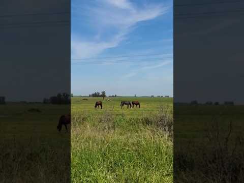 Caballos y Campo en Altamirano partido de Coronel Brandsen Buenos Aires Argentina