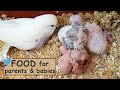 Food for budgies after hatching eggs  | Guide