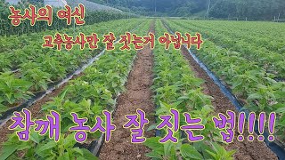 참깨 농사도 한번 구경해보실래요??^^ 참깨농사 잘 짓는법!!