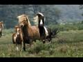 John Denver Ponies