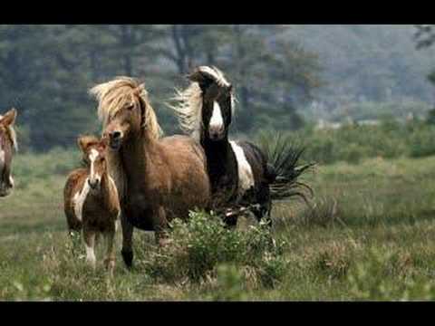 Ponies video