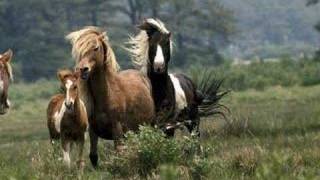 John Denver Ponies