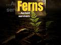 The Incredible Ferns: From Ancient Origins to Modern Survivors