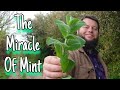The Miracle Of Mint 🌱 An Ancient Edible & Medicinal Herb