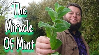 The Miracle Of Mint 🌱 An Ancient Edible & Medicinal Herb