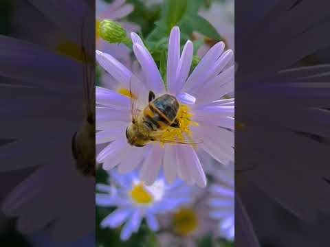 #plants #bee #flowers #flower #shorts