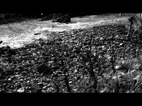 A DEAD FOREST INDEX - BLACK MUD