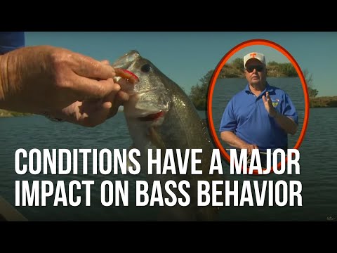 Conditions Have A Major Impact on Bass Behavior