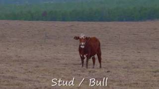 preview picture of video 'DAIRY COWS / MILK COW'