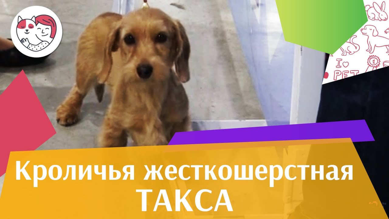 Кроличья жесткошерстная такса на ilikepet