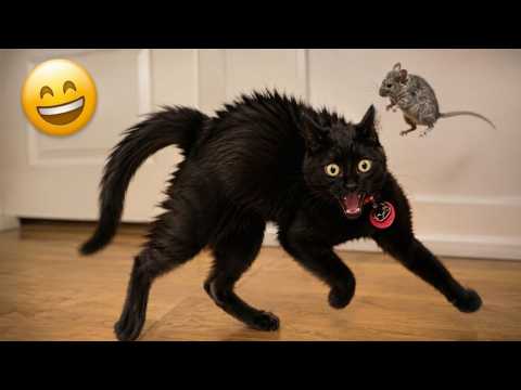 Funniest Cat And Dog Moments Ever Filmed 😂😹 - Hilarious Pets Will Brighten Your Day ☀️🤣