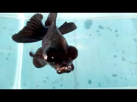 KOI 13  -- Black Telesekop Butterfly Tail