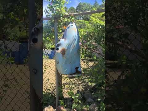 Restos de una bomb4 se usan como campana en La Montañona, Chalatenango.