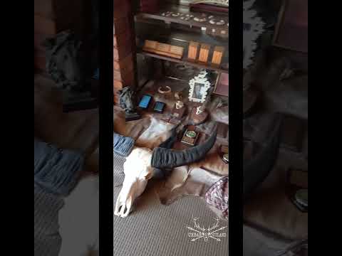 Man Cave/Trophy Room #mancave #hunting