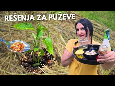 3 MOST EFFECTIVE Natural Remedies Against SLUGS