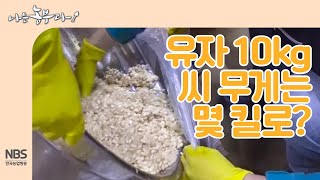 [나는농부다 224회] 유자 생과 10kg에서 나오는 씨 무게는 몇 킬로?! 유자 씨 와의 전쟁