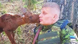 Baby Moose Approaches Soldier In Forest, Then He Realises He’s Trying To Tell Him Something