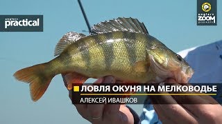 Ловля окуня на мелководьях