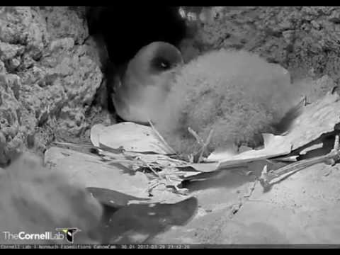 Cahow chick displays excitement