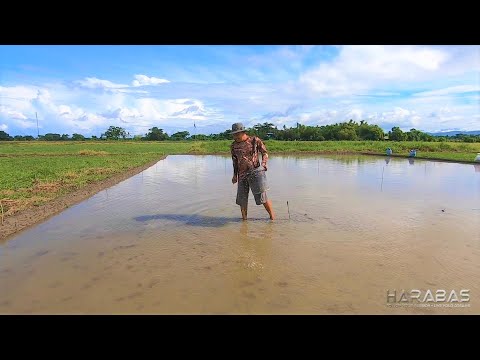 EP353 - Pamumunla ng Palay | Occ. Mindoro