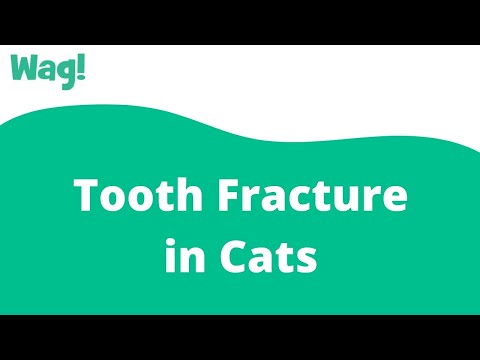 Tooth Fracture in Cats | Wag!