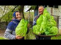 Fresh Spring Cabbage For Juicy and Delicious Dolma