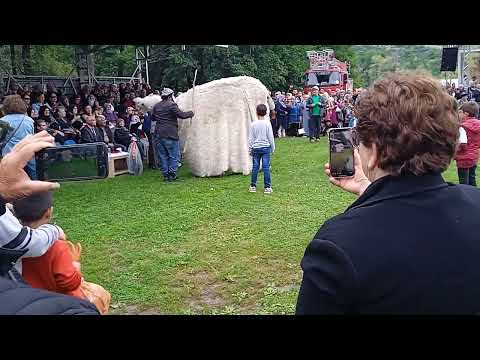 posof şöleni deve oyunu