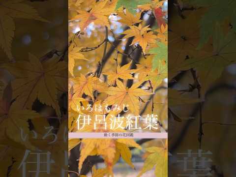 庭のイロハモミジは、派手な色をした気取らない木です！  庭園
