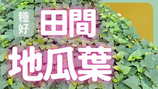 花最少力氣種最多的菜，開始在田裡種地瓜葉！| How to grow Sweet Potato Leaves |《葛斯怎麼種》62