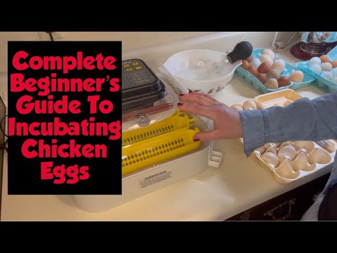 Complete BEGINNER’S Guide To Incubating Chicken Eggs!