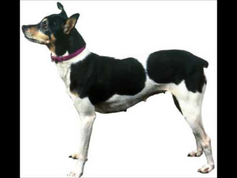 Rat Terrier