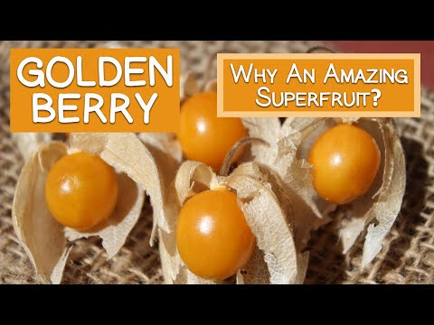 Golden Berry, High in Antioxidants and Unique Plant Compounds