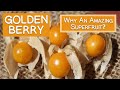 Golden Berry High In Antioxidants And Unique Plant Compounds
