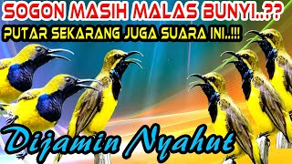 Download lagu Pancingan Sogon Agar Bunyi Gacor dan Ngobra Pancingan Ampuh Sogok Ontong Biar Bunyi mp3
