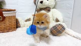 ミヌエットの動画02