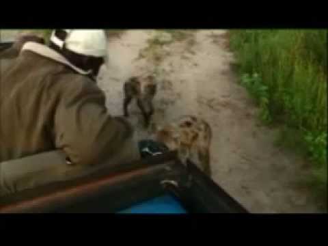 Kruger Sightings - Naughty Hyenas