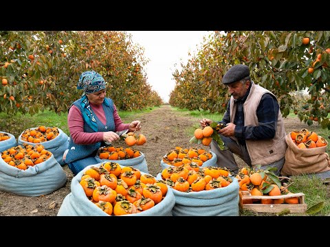 The Last Persimmon Harvest Of The Year 🍊 + Cozy Autumn Baking 🍂