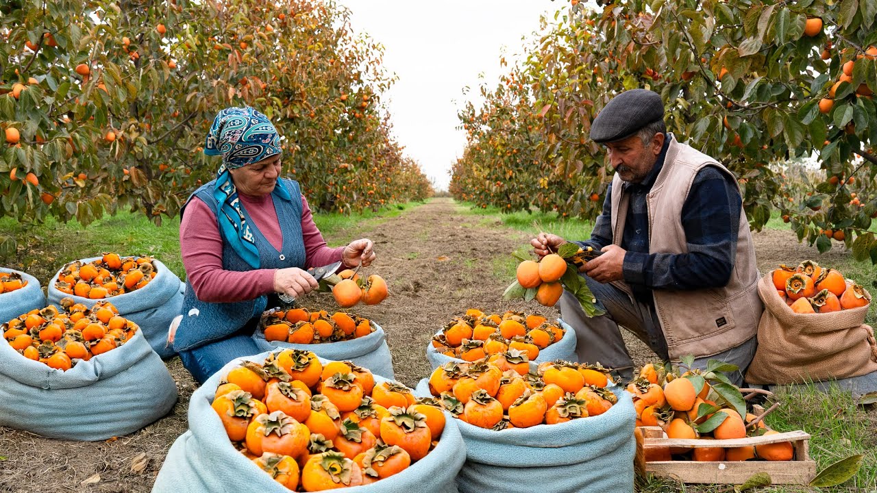 he Last Persimmon Harvest Of The Year 🍊 + Cozy Autumn Baking 🍂