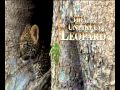 The Unlikely Leopard